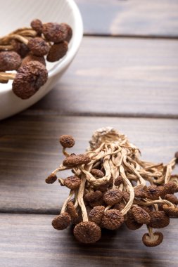 kahverengi çay ağacı mantar