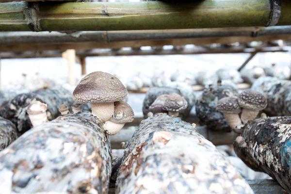 Shiitake-Pilze — Stockfoto