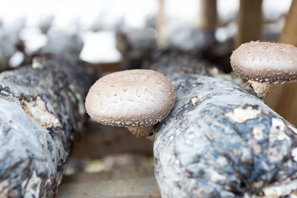 Cogumelos shiitake — Fotografia de Stock