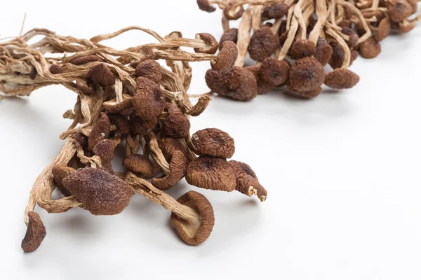 Brown tea tree mushrooms — Stock Photo, Image