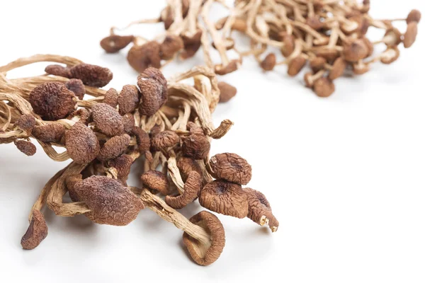 Brown tea tree mushrooms — Stock Photo, Image