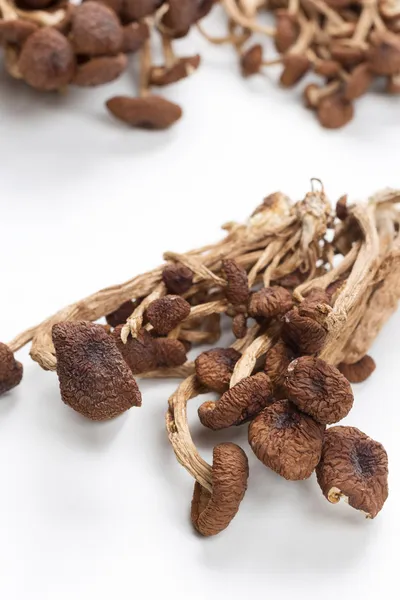 棕色的茶树菇 — 图库照片