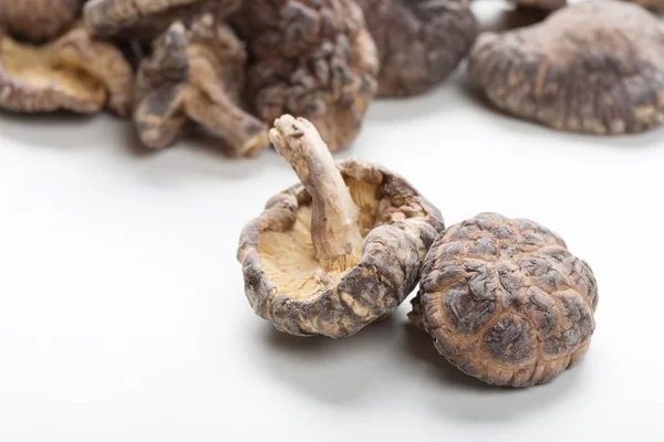 Cogumelos shiitake — Fotografia de Stock