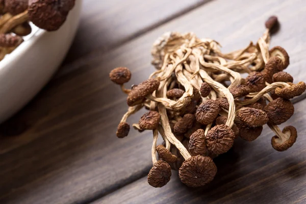 Funghi dell'albero del tè marrone — Foto Stock