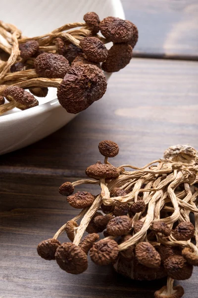 Funghi dell'albero del tè marrone — Foto Stock