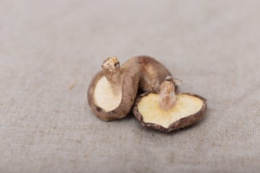 shiitake mantarları