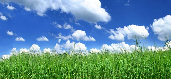 Lycksalig gräsmark — Stockfoto