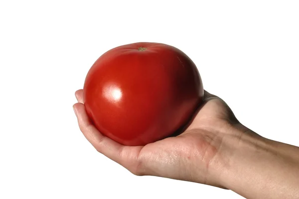 Holding tomato — Stock Photo, Image