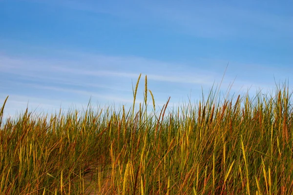 Högt gräs och sky — Stockfoto