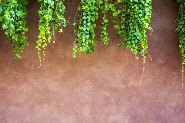 Ivy op een muur — Stockfoto