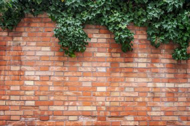 Duvardaki Sarmaşık