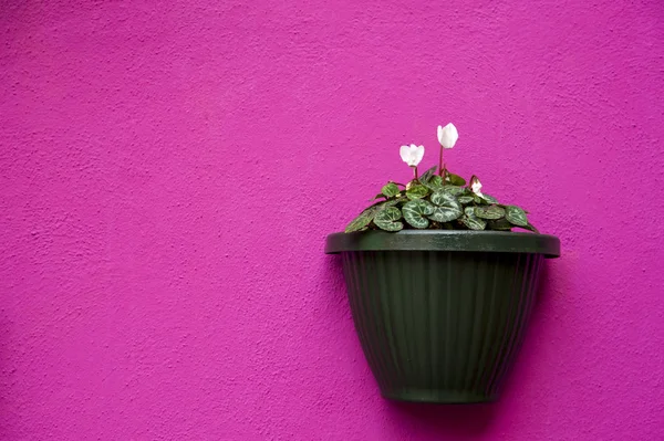 Vaas op een violette muur — Stockfoto