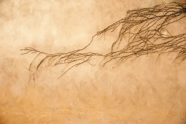 Sürüngen bir duvar — Stok fotoğraf