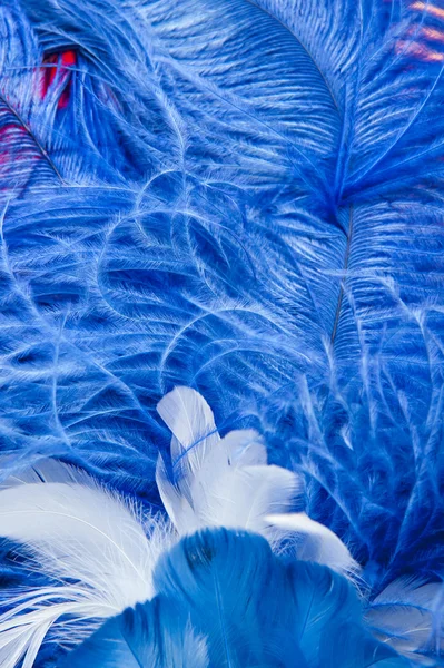 Blue feather — Stock Photo, Image