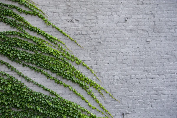 Hiedra en una pared — Foto de Stock