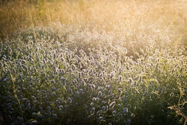 Alba sul prato nebbioso — Foto Stock