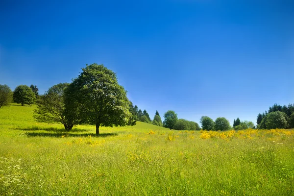 Paysage rural idyllique avec prairie verte et ciel bleu profond — Photo