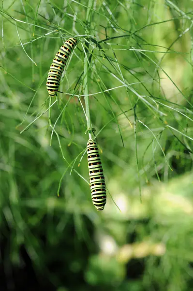 Caterpillar of a swallowtail — Stock Photo, Image