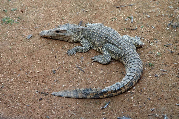 Crocodilo jovem — Fotografia de Stock