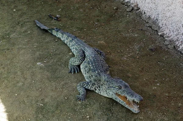 Crocodilo jovem — Fotografia de Stock