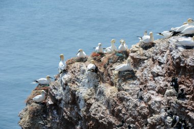 Kuzey gannets