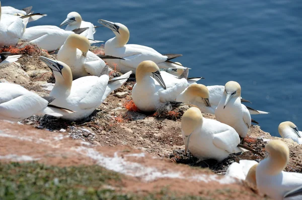 Northern gannets — Stock Photo, Image