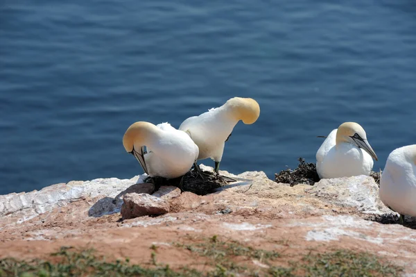 Northern gannets — Stock Photo, Image