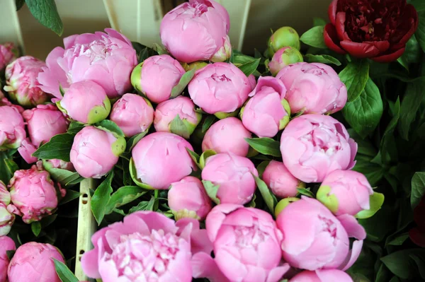 Peonies Stock Image