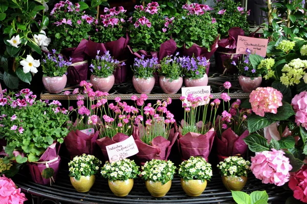 ร้านดอกไม้ — ภาพถ่ายสต็อก