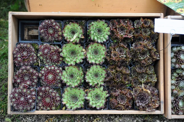 Sempervivum Imagem De Stock