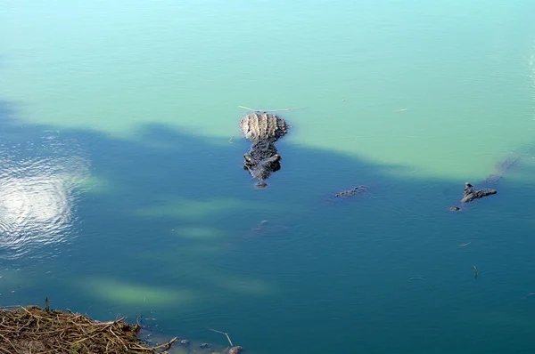 Crocodilos — Fotografia de Stock