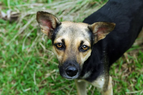 karışık breed