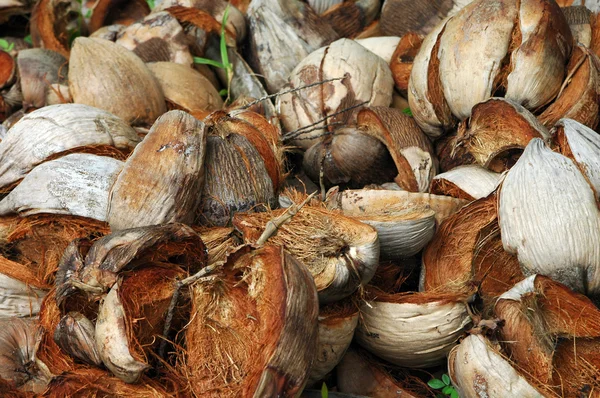 Conchas de coco — Fotografia de Stock