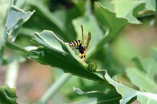 Parasitic wasp — Stock Photo, Image