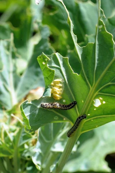 Caterpillar of a cabbage butterfly Stock Image