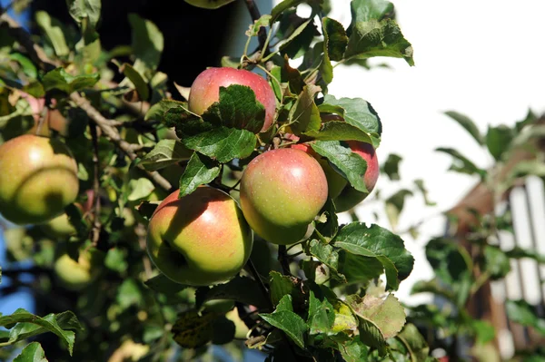 Reife Äpfel — Stockfoto