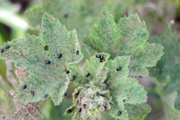 Flea beetles Stock Photo