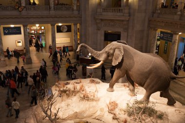 Natural History Museum, Washington, DC clipart