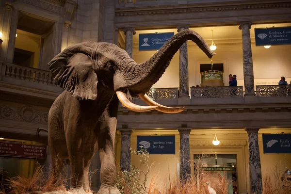 Museo de Historia Natural, Washington, DC — Foto de Stock