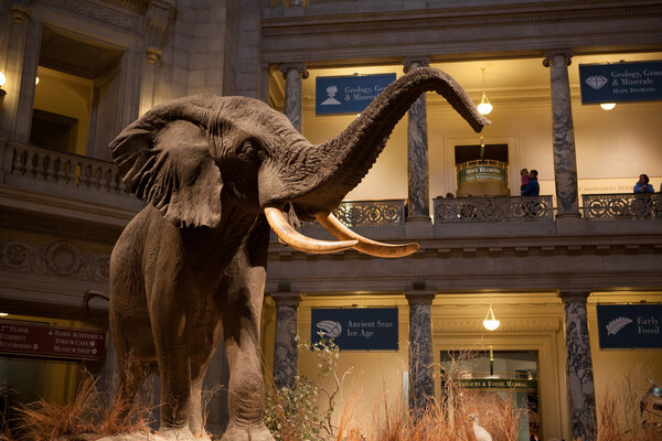 Natural History Museum, Washington, DC