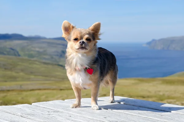 Chihuahua tegen Noorse landschap — Stockfoto