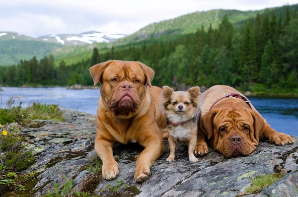 Três cães na margem do rio da montanha, Noruega — Fotografia de Stock