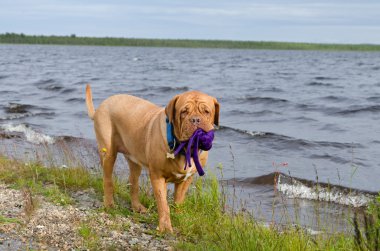 Göl bankada tutmak bir oyuncak köpek