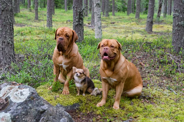 Group of dogs in the forest — Stock Photo, Image