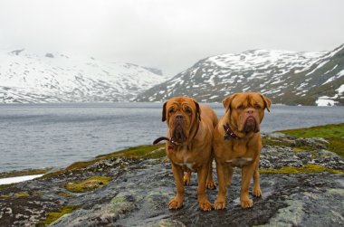 French Mastiffs at the mountains glacier, Northern Norway clipart