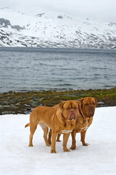 Two Dogues De Bordeaux contro il ghiacciaio, montagne estive, Norvegia — Foto Stock