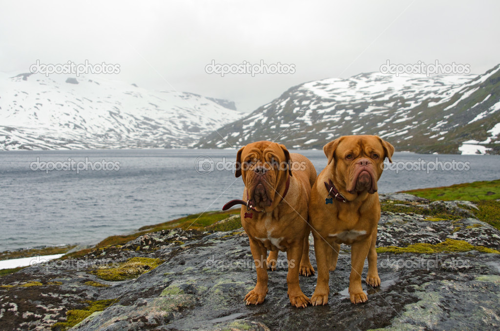 French Mastiffs at the mountains glacier, Northern Norway
