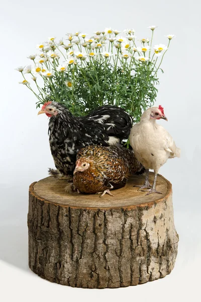 Three hens on a stump — Stock Photo, Image