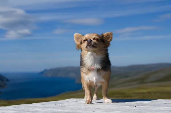 Chihuahua respira aria fresca contro il paesaggio scandinavo — Foto Stock