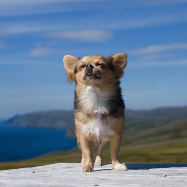 chihuahua Kuzey Norveç manzara karşı taze hava nefes